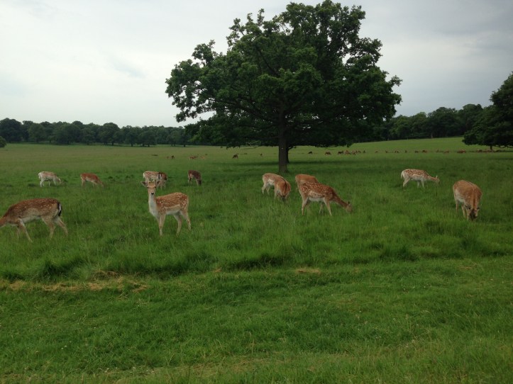 Richmond Park ve Geyikler
